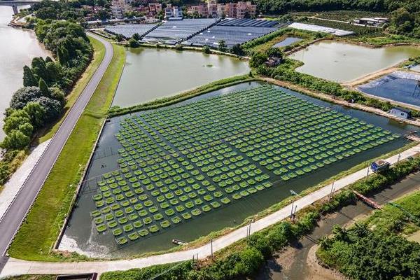 黄鳝的养殖方法，养鱼苗前要对池塘进行消毒工作