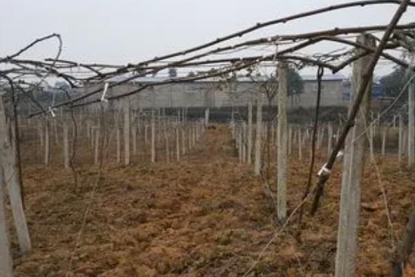软枣猕猴桃适合什么地方种植，适合在东北地区、西北地区等地种植