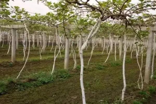 软枣猕猴桃适合什么地方种植，适合在东北地区、西北地区等地种植