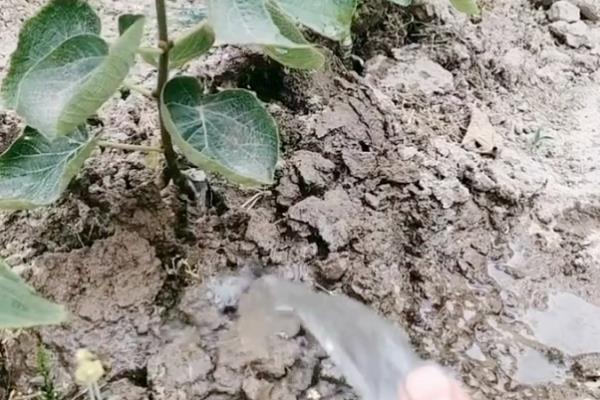 软枣猕猴桃适合什么地方种植，适合在东北地区、西北地区等地种植