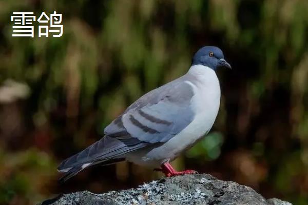 鹤秀鸽子是哪个地方的品种，产地为山东省
