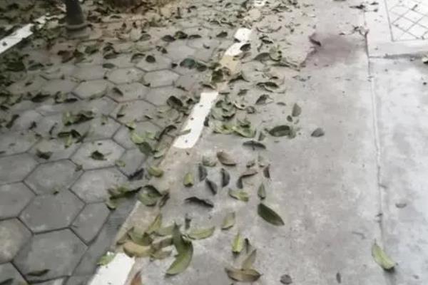 门前不栽桂花树的原因，因为其株型较大且易掉落老叶