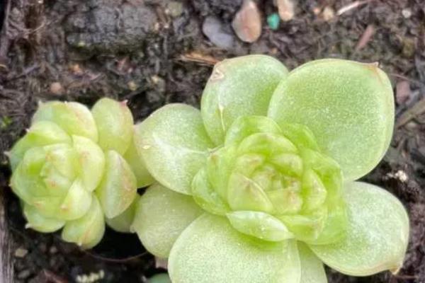 小家碧玉是不是多肉，二者不是同一种植物