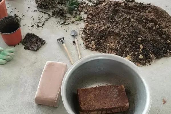 小家碧玉是不是多肉，二者不是同一种植物