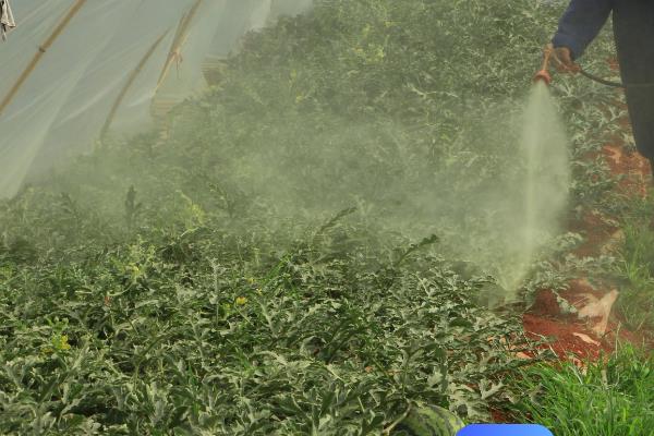 西瓜结果后要用什么肥料，重施磷钾肥，搭配施加氮肥