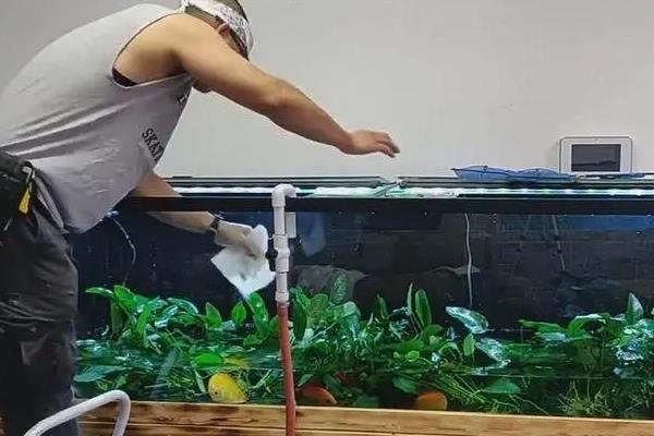 鱼缸怎么开缸，逐一进行消毒、注水、培菌、放鱼