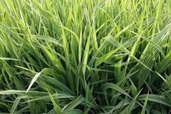 沿阶草简介，是一种草本植物