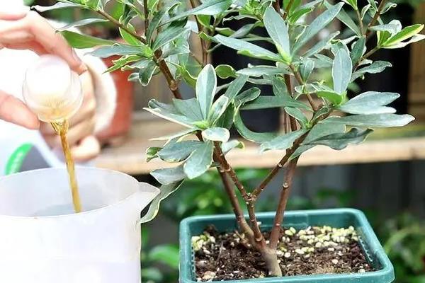金边瑞香冬季的养护方法，需要将其搬至室内养护
