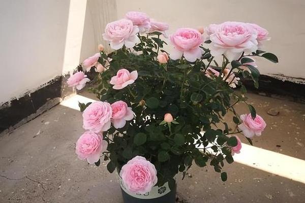 瑞典女王是否勤花,长大后属于勤花