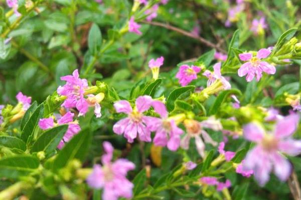 萼距花能耐寒零下几度，萼距花耐寒5℃