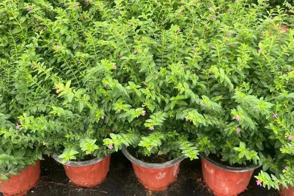 萼距花能耐寒零下几度，萼距花耐寒5℃
