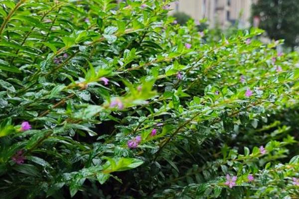 萼距花能耐寒零下几度，萼距花耐寒5℃