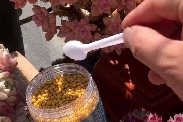 多肉怎么种植，盆土要求疏松透气