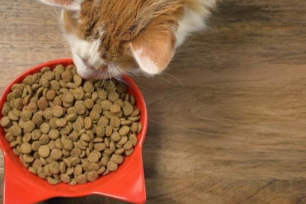猫咪为什么会得猫癣，皮肤抵抗力下降时就会引发猫癣