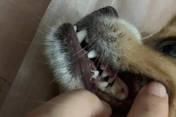 狗狗牙周病有什么危害，不同阶段出现的症状有区别