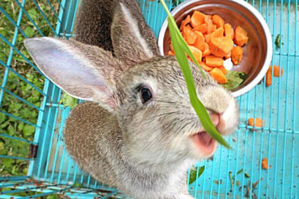 怎么与兔子培养感情，最好是亲自喂食