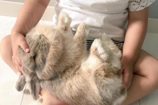 怎么与兔子培养感情，最好是亲自喂食