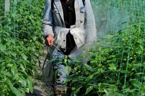 尿素有什么作用，能够调节花量、疏花疏果、防治虫害