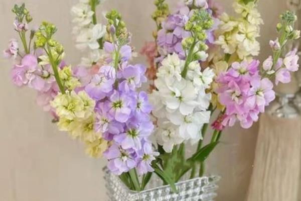 紫罗兰鲜切花可以养几天，正常情况下可以养7-20天
