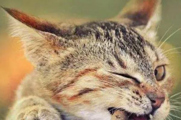 猫不喜欢猫薄荷如何处理，可尝试更换成木天蓼