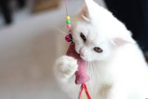 猫不喜欢猫薄荷如何处理，可尝试更换成木天蓼