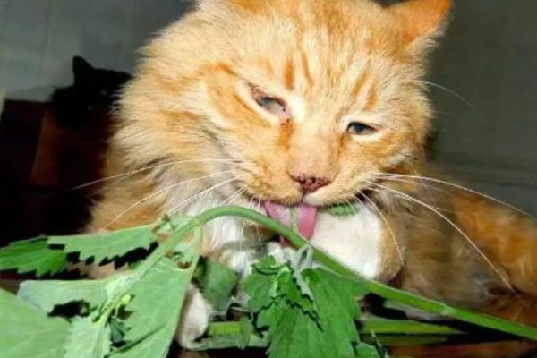 猫不喜欢猫薄荷如何处理，可尝试更换成木天蓼
