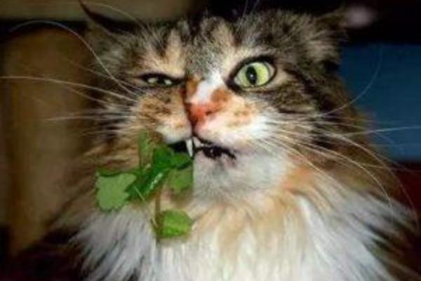 猫不喜欢猫薄荷如何处理，可尝试更换成木天蓼