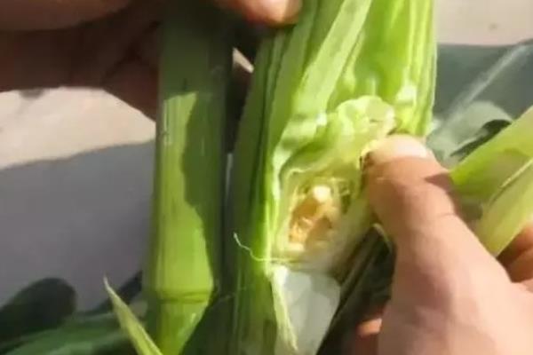 玉米多穗是什么意思,是指玉米单株上长有两个以上果穗
