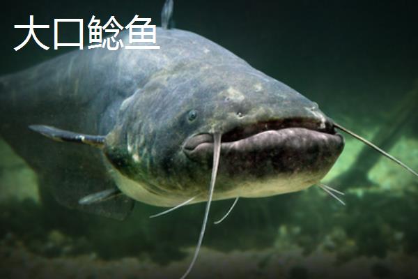 鲶鱼有什么品种，分为土鲶、胡子鲶、大口鲶鱼等种类