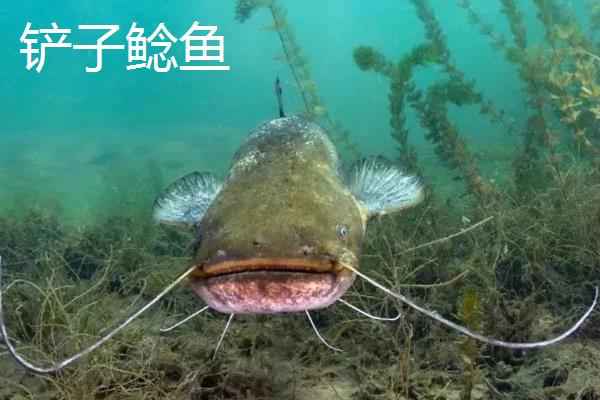 鲶鱼有什么品种，分为土鲶、胡子鲶、大口鲶鱼等种类