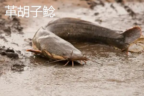 鲶鱼有什么品种，分为土鲶、胡子鲶、大口鲶鱼等种类