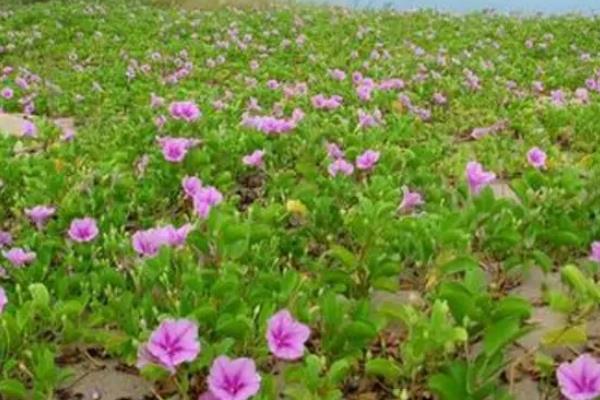 马鞭草的花语，寓意正义期待、和平等