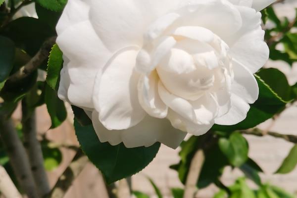 白色山茶花有什么花语，具有天真无邪、完美恋人等含义