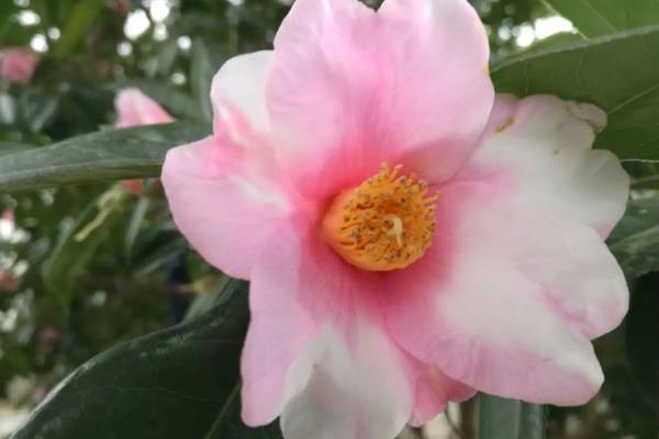 白色山茶花有什么花语，具有天真无邪、完美恋人等含义