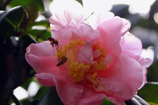 白色山茶花有什么花语，具有天真无邪、完美恋人等含义