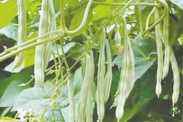 豆角落花落荚的原因，可能是温度不适或营养不足等