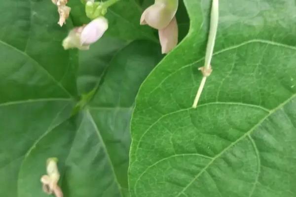 豆角落花落荚的原因，可能是温度不适或营养不足等
