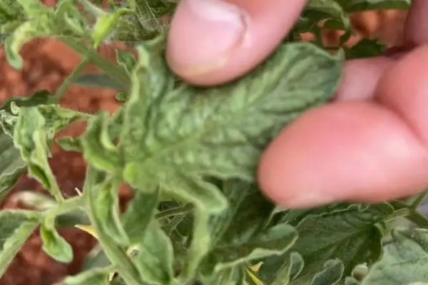 番茄卷叶的原因，可能是施肥不当或温度过高等