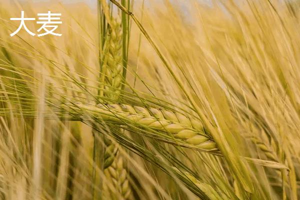 大麦与小麦有什么区别，茎秆、花朵和果实均不同
