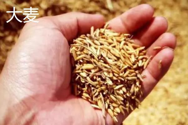 大麦与小麦有什么区别，茎秆、花朵和果实均不同