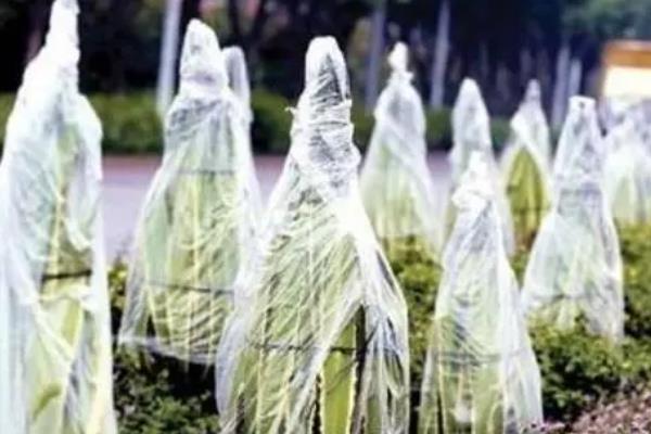 北方浇封冻水的时间，适宜在每年冬季的11月份的时候浇灌