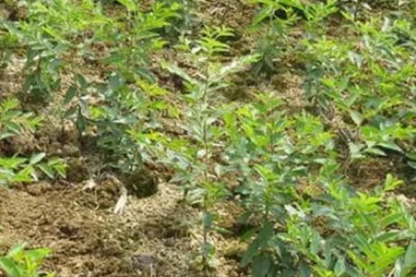 枣树的种植技术，阴坡则不宜种植枣树