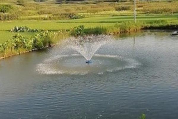 草鱼烂鳃病如何治疗，可及时换水并使用专门的药物