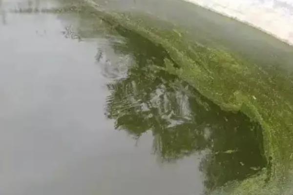 草鱼烂鳃病如何治疗，可及时换水并使用专门的药物
