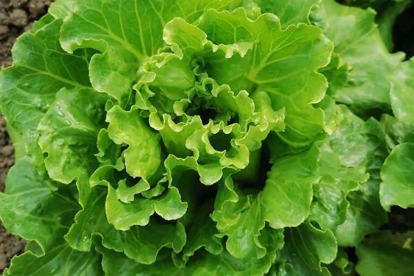 北方8月份适合种哪些菜，有丝瓜、茄子、芹菜等多个选择