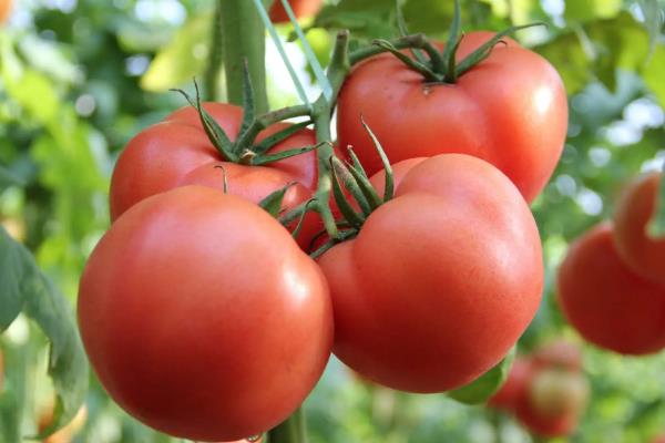 北方8月份适合种哪些菜，有丝瓜、茄子、芹菜等多个选择