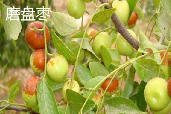 枣树的种植技术，阴坡则不宜种植枣树