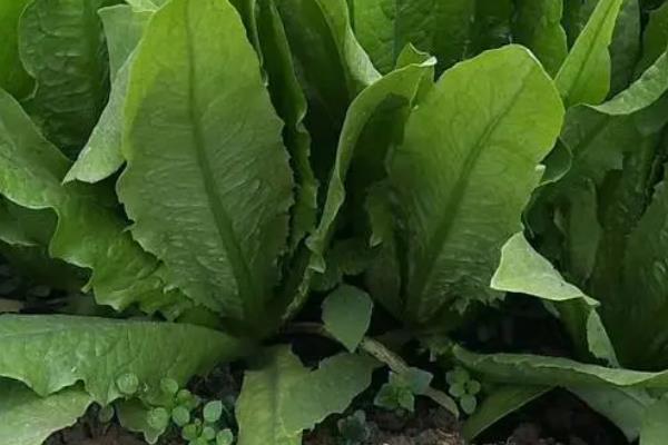 北方8月份适合种哪些菜，有丝瓜、茄子、芹菜等多个选择