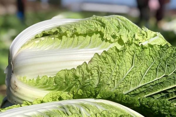 北方8月份适合种哪些菜，有丝瓜、茄子、芹菜等多个选择