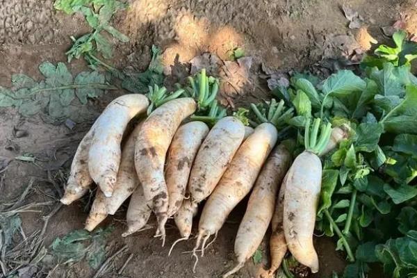 北方8月份适合种哪些菜，有丝瓜、茄子、芹菜等多个选择